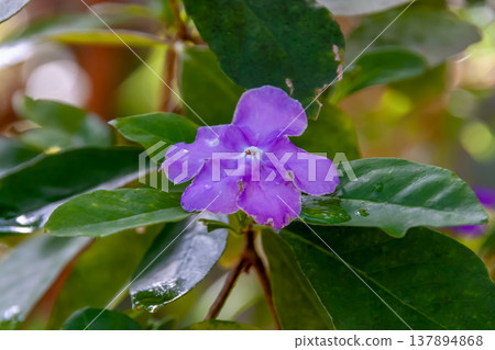 茉莉花(Brunfelsia jasminoides)的水滴顏色會從深紫色變成淺紫色。 茉莉花(Brunfelsia jasminoides)的水滴顏色會從深紫色變成淺紫色。 137894868