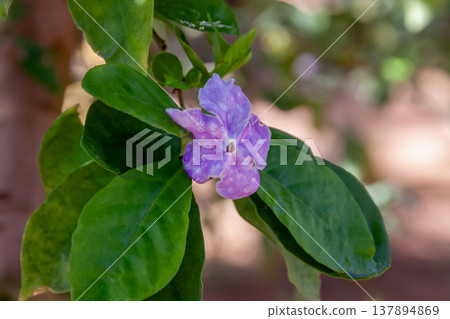 Brunfelsia jasminoides with water droplets that change from dark purple to light purple. Brunfelsia jasminoides with water droplets that change from dark purple to light purple. 137894869