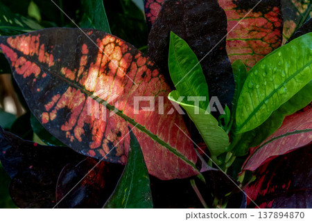 Croton, also known as the Japanese spindle tree (Euphorbiaceae family) Croton, also known as the Japanese spindle tree (Euphorbiaceae family) 137894870