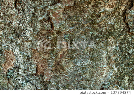 The mottled pattern of zelkova tree bark [background material] 137894874