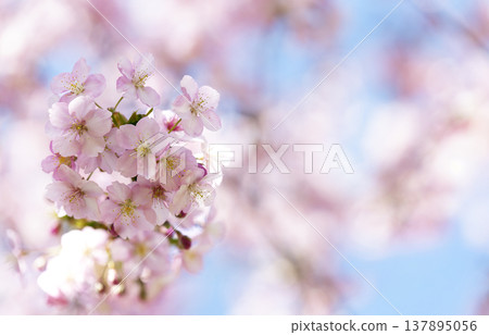 A close-up of Kawazu cherry blossoms against a soft blue sky, creating a gentle spring background image. A close-up of Kawazu cherry blossoms against a soft blue sky, creating a gentle spring background image. 137895056