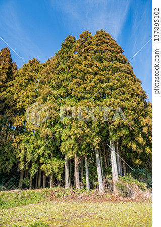 滋賀縣長濱市西淺井町琵琶湖針葉林 滋賀縣長濱市西淺井町琵琶湖針葉林 137895102
