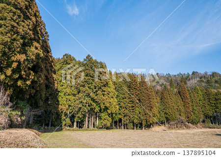 Coniferous forests of Lake Biwa, Nishi-Asai-cho, Nagahama City, Shiga Prefecture Coniferous forests of Lake Biwa, Nishi-Asai-cho, Nagahama City, Shiga Prefecture 137895104