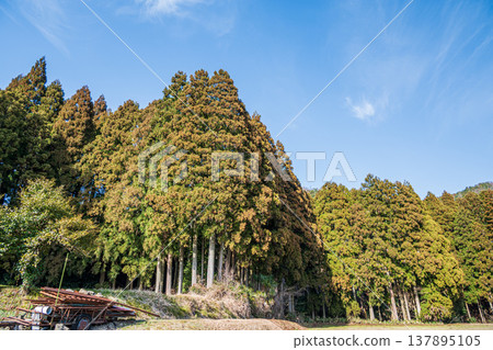 Coniferous forests of Lake Biwa, Nishi-Asai-cho, Nagahama City, Shiga Prefecture Coniferous forests of Lake Biwa, Nishi-Asai-cho, Nagahama City, Shiga Prefecture 137895105