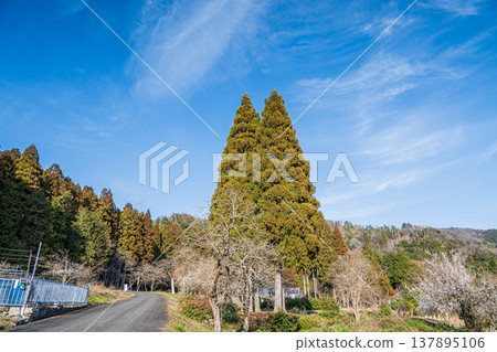 Coniferous forests of Lake Biwa, Nishi-Asai-cho, Nagahama City, Shiga Prefecture Coniferous forests of Lake Biwa, Nishi-Asai-cho, Nagahama City, Shiga Prefecture 137895106