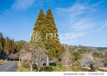 滋賀縣長濱市西淺井町琵琶湖針葉林 137895107