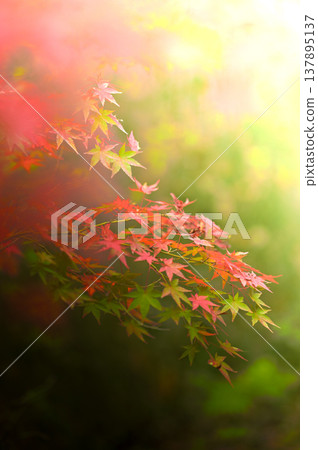 Colored autumn leaves Colored autumn leaves 137895137
