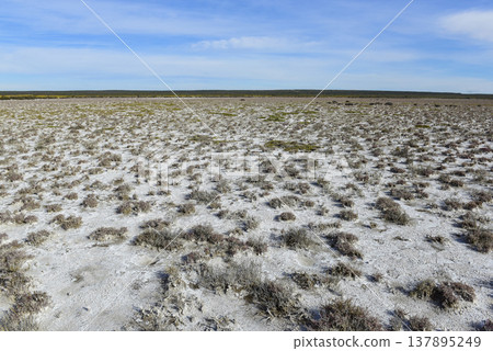 Salty soil in a dry lagoon, in the south of the province of La Pampa, Patagonia, Argentina. Salty soil in a dry lagoon, in the south of the province of La Pampa, Patagonia, Argentina. 137895249