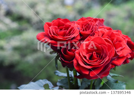 紅玫瑰 137895346