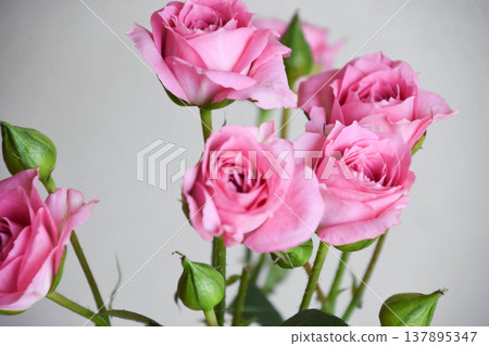 粉紅玫瑰 137895347