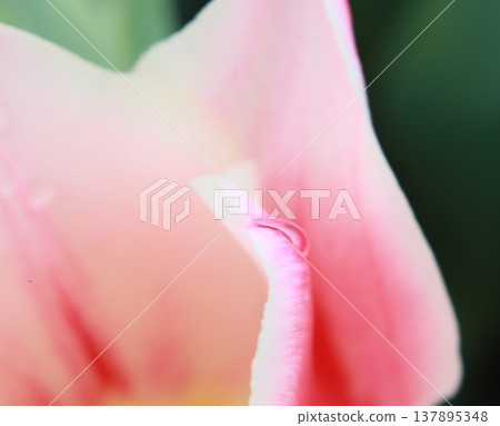一朵粉紅色鬱金香的特寫，上面掛著一滴露珠。 137895348