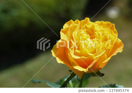Yellow roses Yellow roses 137895374