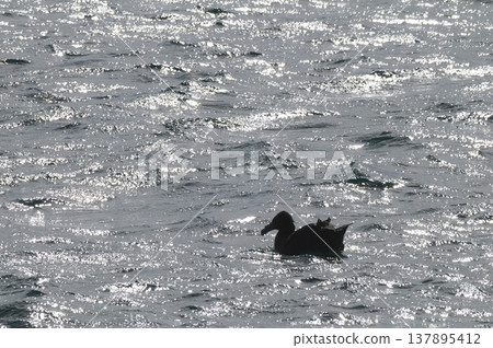 Giant Petrel , Peninsula Valdes, Unesco World heritage site, Chubut Province, Patagonia, Argentina. 137895412