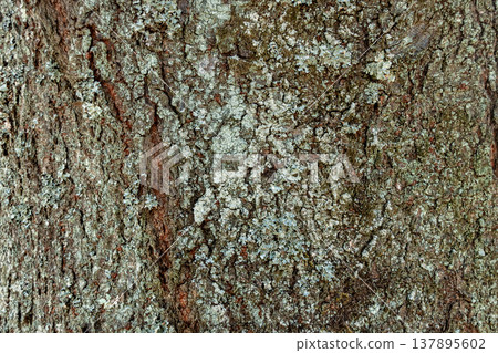 日本櫻花（Prunus jamasakura）上的苔蘚，日本櫻花是薔薇科李屬的落葉喬木。 137895602
