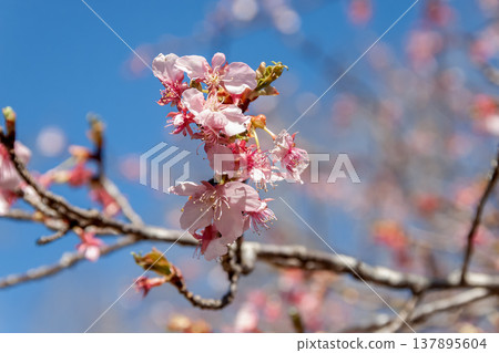 Kawazu cherry blossoms, known for their early blooming and purplish-red petals against a blue sky. 137895604