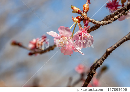 河津櫻花以其早開和藍天空映襯下的紫紅色花瓣而聞名。 137895606
