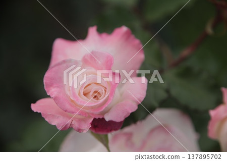 rose rose 137895702