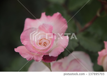rose rose 137895703