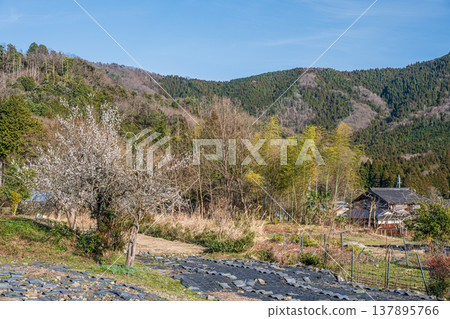 滋賀郡長濱市西淺井町琵琶湖北部的鄉村景觀 滋賀郡長濱市西淺井町琵琶湖北部的鄉村景觀 137895766