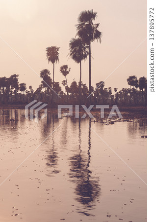 Palms landscape in La Estrella Marsh, Formosa province, Argentina. 137895772