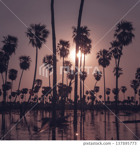 Palms landscape in La Estrella Marsh, Formosa province, Argentina. Palms landscape in La Estrella Marsh, Formosa province, Argentina. 137895773