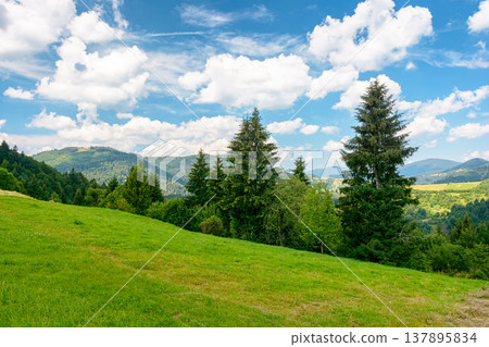 carpathian mountain hay field in afternoon light. alpine countryside summer landscape with green valley behind the woods on the grassy slope. clouds on a bright blue sky. serene highland background 137895834