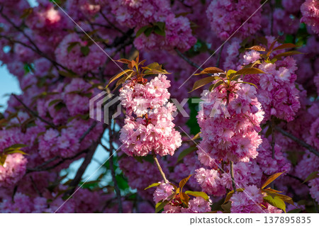 closeup of a cherry blossom branch in morning light. beautiful uzhhorod urban environment in spring bloom. japanese sakura oriental wallpaper. bright floral background for hanami viewing 137895835