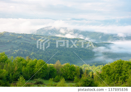 carpathian mountain landscape on a foggy morning during spring. scenic view of distant valley in morning light for outdoor adventure background. green alpine countryside scenery with forest on a slope 137895836