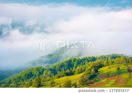 carpathian mountain landscape on a foggy morning during spring. scenic view of distant valley in morning light for outdoor adventure background. green alpine countryside scenery with forest on a slope 137895837