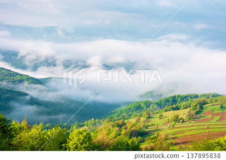 carpathian mountain landscape on a foggy morning during spring. scenic view of distant valley in morning light for outdoor adventure background. green alpine countryside scenery with forest on a slope 137895838