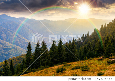 virgin coniferous forest in mountains at sunset. beautiful spruce trees on a steep slopes in weathered grass in autumn in evening light. alpine scenery. timeless nostalgia book cover with rainbow virgin coniferous forest in mountains at sunset. beautiful spruce trees on a steep slopes in weathered grass in autumn in evening light. alpine scenery. timeless nostalgia book cover with rainbow 137895857