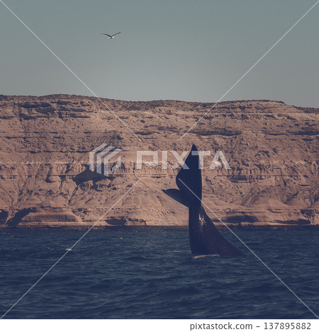 Sohutern right whale jumping, endangered species, 137895882