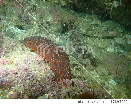 Two sea cucumbers Two sea cucumbers 137895901