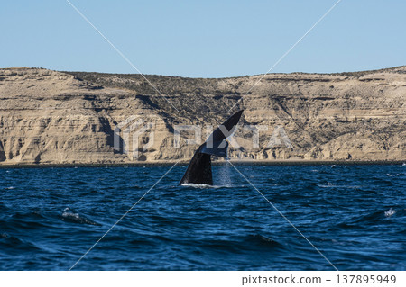 Sohutern right whale jumping, endangered species, Sohutern right whale jumping, endangered species, 137895949