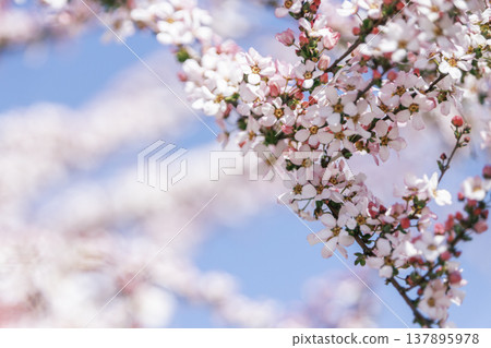 Pink flowers blooming against a blue sky: A background image of spring flowering trees. 137895978