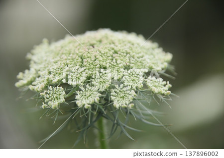 White lace flower White lace flower 137896002