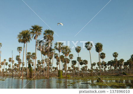 Palms landscape in La Estrella Marsh, Formosa province, Argentina. Palms landscape in La Estrella Marsh, Formosa province, Argentina. 137896010
