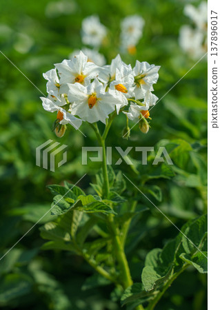 北海道田野裡盛開的馬鈴薯花：美麗的田園風光，白色花朵競相綻放。 137896017