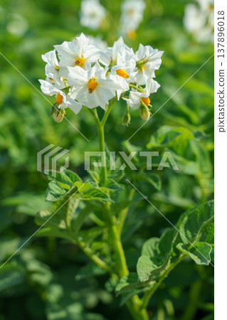 北海道田野裡盛開的馬鈴薯花：美麗的田園風光，白色花朵競相綻放。 137896018
