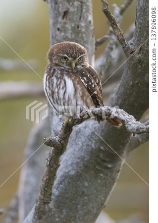 Ferruginous Pygmy owl, Glaucidium brasilianum, Calden forest, La Pampa Province, Patagonia, Argentina. Ferruginous Pygmy owl, Glaucidium brasilianum, Calden forest, La Pampa Province, Patagonia, Argentina. 137896098