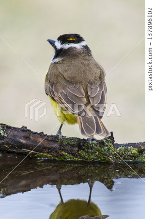 Great Kiskadee, Pitangus sulphuratus, Calden forest, La Pampa, Argentina Great Kiskadee, Pitangus sulphuratus, Calden forest, La Pampa, Argentina 137896102