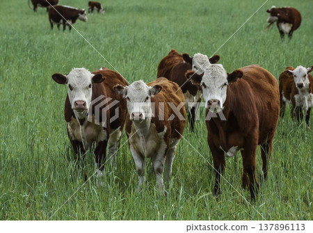 Countryside landscape with cows grazing, La Pampa, Argentina Countryside landscape with cows grazing, La Pampa, Argentina 137896113