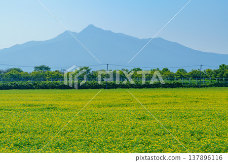 A vast grassland landscape dyed yellow, with a field of mustard flowers overlooking Mount Shari in Hokkaido. 137896116