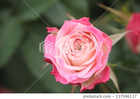 rose rose 137896117