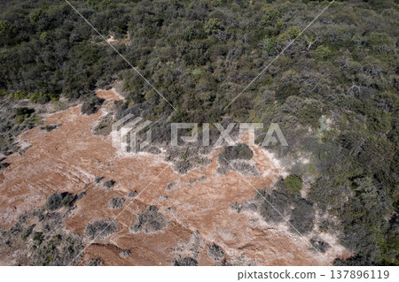 Pampas forest, Calden tree, Prosopis Caldenia, endemic species in La Pampa, Patagonia, Argentina Pampas forest, Calden tree, Prosopis Caldenia, endemic species in La Pampa, Patagonia, Argentina 137896119