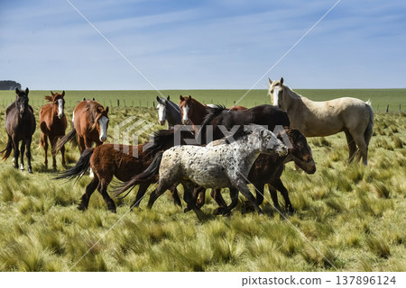Herd of horses in the coutryside, La Pampa province, Patagonia, Argentina. Herd of horses in the coutryside, La Pampa province, Patagonia, Argentina. 137896124