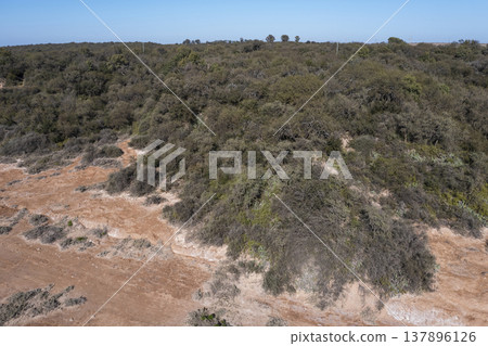 Pampas forest, Calden tree, Prosopis Caldenia, endemic species in La Pampa, Patagonia, Argentina Pampas forest, Calden tree, Prosopis Caldenia, endemic species in La Pampa, Patagonia, Argentina 137896126