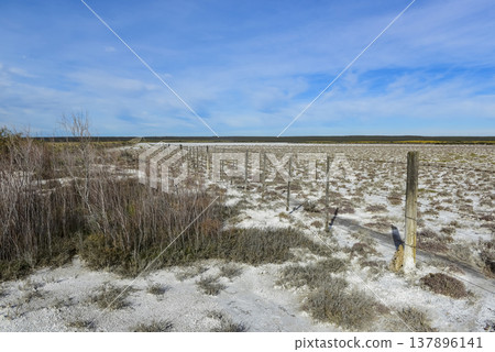 Salty soil in a dry lagoon, in the south of the province of La Pampa, Patagonia, Argentina. Salty soil in a dry lagoon, in the south of the province of La Pampa, Patagonia, Argentina. 137896141