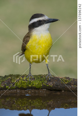 Great Kiskadee,  Pitangus sulphuratus, Calden forest, La Pampa, Argentina 137896142