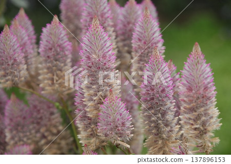 小蓮花 小蓮花 137896153